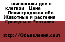 шиншиллы две с клеткой › Цена ­ 2 500 - Ленинградская обл. Животные и растения » Грызуны и Рептилии   